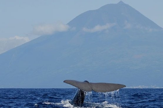 Рекламно - ознакомительный тур на Азоры &quot;5 островов и киты&quot;, 120