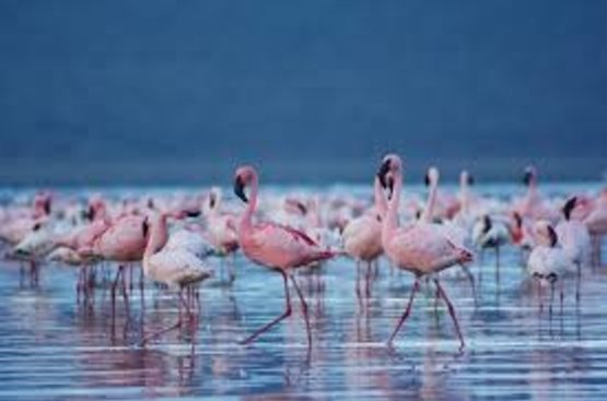 Кения Сафари (4 дн) : Масаи Мара- озеро Найваша , 113
