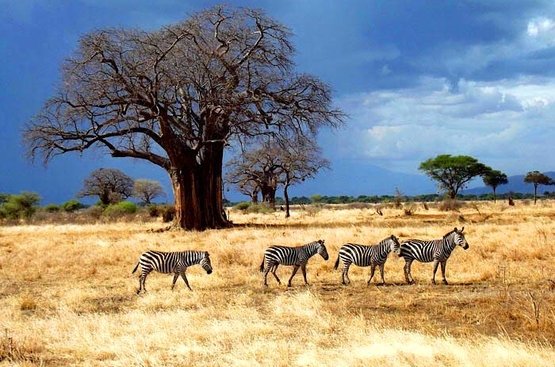 Сафари в Танзании ( 4дн): Тарангире (о Маньяра), Серенгети, Нгоро Нгоро, 113