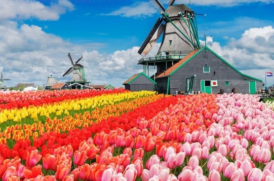 Нидерланды: Парад цветов и День короля в одном флаконе!, 113