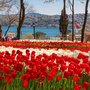 Фестиваль тюльпанов в Стамбуле, 117