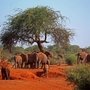 Кения Сафари (4 дн) : Амбосели, Западный Цаво, Восточный Цаво, 122