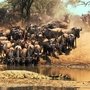 Сафари в Танзании ( 4дн): Тарангире (о Маньяра), Серенгети, Нгоро Нгоро, 120