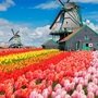 Нидерланды: Парад цветов и День короля в одном флаконе!, 126