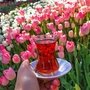 Фестиваль тюльпанов в Стамбуле, 115