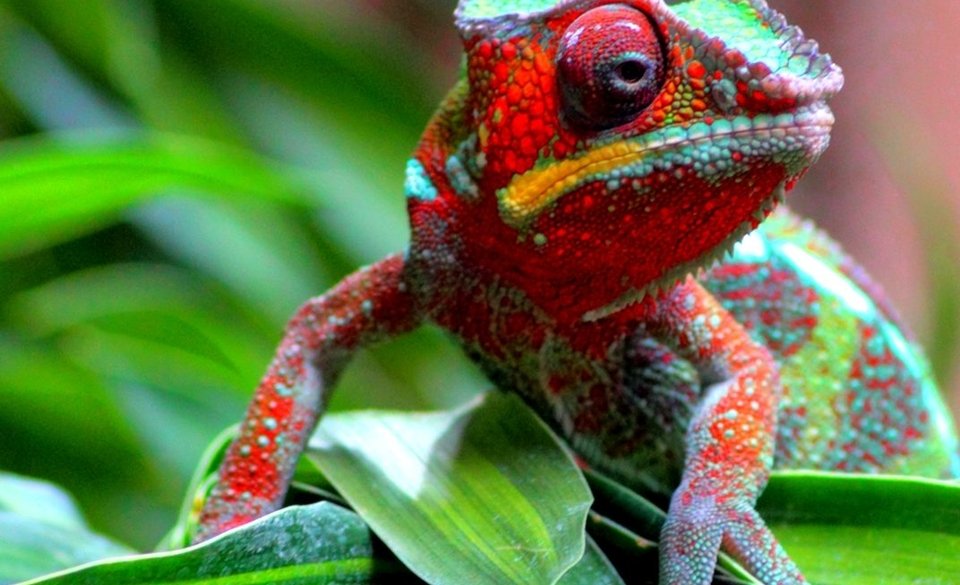 Маврикий + Мадагаскар