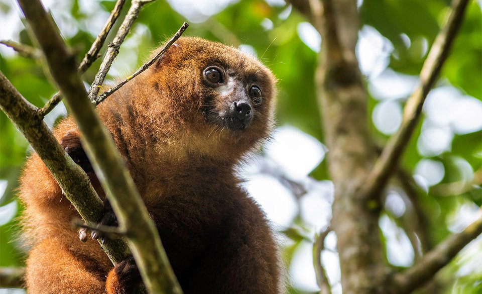 Маврикий + Мадагаскар