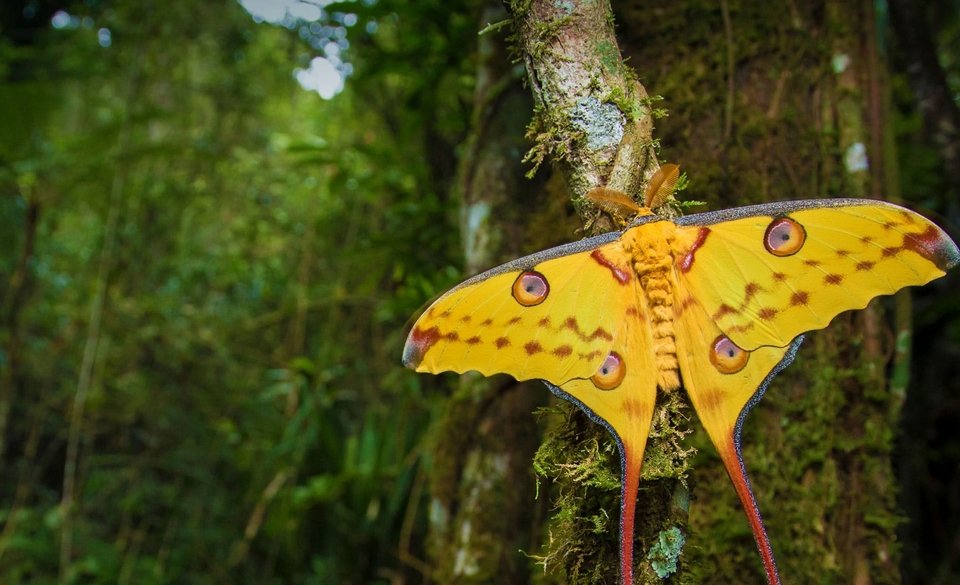 Маврикий + Мадагаскар