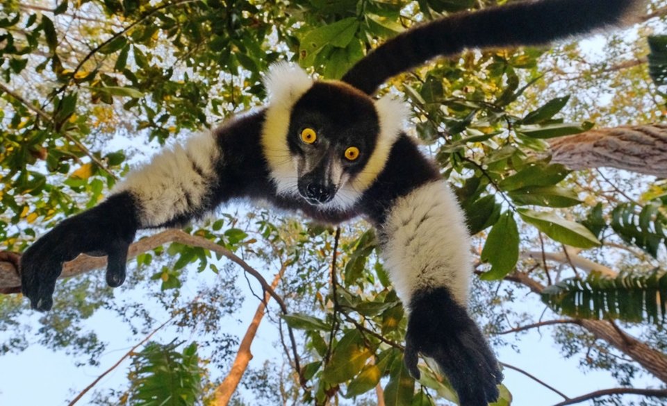 Маврикий + Мадагаскар